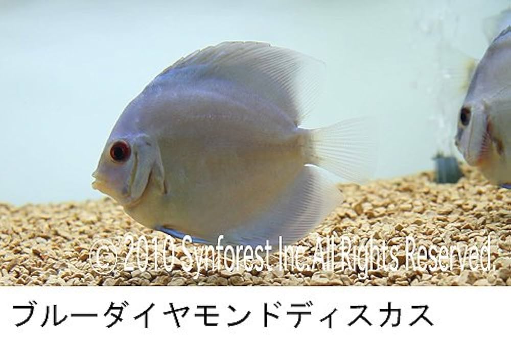 Amazon.co.jp: シンフォレストDVD 熱帯魚映像図鑑 バーチャル